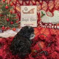 Chiffon’s Girl, a female Yorkipoo for sale in Cleveland, TX – Photo 1 of 3