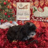 Chiffon’s Girl, a female Yorkipoo for sale in Cleveland, TX – Photo 2 of 3