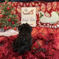 Chiffon’s Girl, a female Yorkipoo for sale in Cleveland, TX – Photo 3 of 3