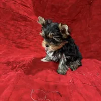 Fanci’s Boy 2, a male Yorkshire Terrier for sale in Cleveland, TX – Photo 3 of 5
