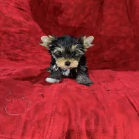 Fanci’s Boy 2, a male Yorkshire Terrier for sale in Cleveland, TX – Photo 2 of 5