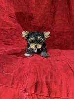 Fanci’s Boy 2, a male Yorkshire Terrier for sale in Cleveland, TX – Photo 2 of 5