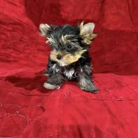 Fanci’s Boy 2, a male Yorkshire Terrier for sale in Cleveland, TX – Photo 1 of 5