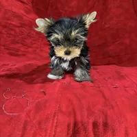 Fanci’s Boy 2, a male Yorkshire Terrier for sale in Cleveland, TX – Photo 5 of 5