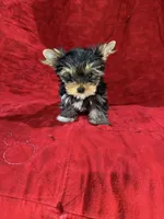 Fanci’s Boy 2, a male Yorkshire Terrier for sale in Cleveland, TX – Photo 5 of 5
