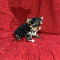 Fanci’s Boy 2, a male Yorkshire Terrier for sale in Cleveland, TX – Photo 4 of 5