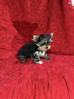 Fanci’s Boy 2, a male Yorkshire Terrier for sale in Cleveland, TX – Photo 4 of 5