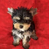 Fanci’s Girl 1, a female Yorkshire Terrier for sale in Cleveland, TX – Photo 4 of 6