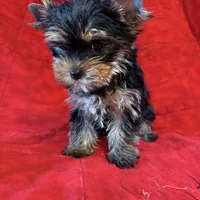 Fanci’s Girl 1, a female Yorkshire Terrier for sale in Cleveland, TX – Photo 2 of 6