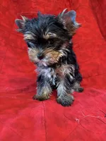 Fanci’s Girl 1, a female Yorkshire Terrier for sale in Cleveland, TX – Photo 2 of 6