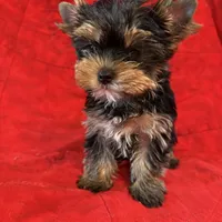 Fanci’s Girl 1, a female Yorkshire Terrier for sale in Cleveland, TX – Photo 5 of 6