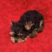 Fanci’s Girl 1, a female Yorkshire Terrier for sale in Cleveland, TX – Photo 1 of 6