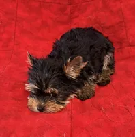 Fanci’s Girl 1, a female Yorkshire Terrier for sale in Cleveland, TX – Photo 1 of 6
