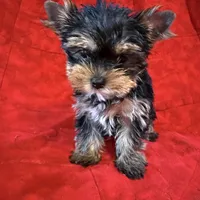 Fanci’s Girl 1, a female Yorkshire Terrier for sale in Cleveland, TX – Photo 3 of 6