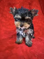Fanci’s Girl 1, a female Yorkshire Terrier for sale in Cleveland, TX – Photo 3 of 6