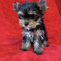Fanci’s Girl 1, a female Yorkshire Terrier for sale in Cleveland, TX – Photo 6 of 6