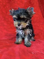 Fanci’s Girl 1, a female Yorkshire Terrier for sale in Cleveland, TX – Photo 6 of 6