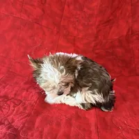 Tangi’s Gold Parti Female 1, a female Yorkshire Terrier for sale in Cleveland, TX – Photo 5 of 5