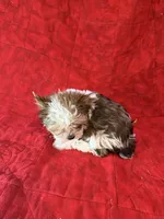 Tangi’s Gold Parti Female 1, a female Yorkshire Terrier for sale in Cleveland, TX – Photo 5 of 5
