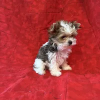 Tangi’s Gold Parti Female 1, a female Yorkshire Terrier for sale in Cleveland, TX – Photo 2 of 5