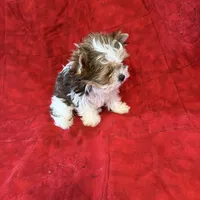 Tangi’s Gold Parti Female 1, a female Yorkshire Terrier for sale in Cleveland, TX – Photo 3 of 5