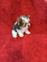 Tangi’s Gold Parti Female 1, a female Yorkshire Terrier for sale in Cleveland, TX – Photo 3 of 5