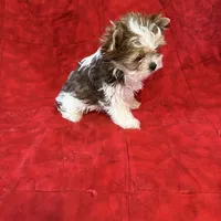 Tangi’s Gold Parti Female 1, a female Yorkshire Terrier for sale in Cleveland, TX – Photo 4 of 5