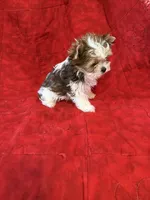 Tangi’s Gold Parti Female 1, a female Yorkshire Terrier for sale in Cleveland, TX – Photo 4 of 5