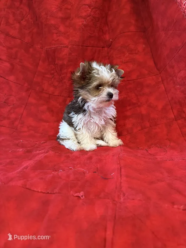 Tangi’s Gold Parti Female 1