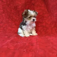 Tangi’s Gold Parti Female 1, a female Yorkshire Terrier for sale in Cleveland, TX – Photo 1 of 5