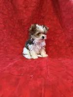 Tangi’s Gold Parti Female 1, a female Yorkshire Terrier for sale in Cleveland, TX – Photo 1 of 5