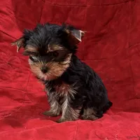 Fanci’s Boy 1, a male Yorkshire Terrier for sale in Cleveland, TX – Photo 2 of 3