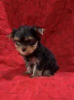 Fanci’s Boy 1, a male Yorkshire Terrier for sale in Cleveland, TX – Photo 2 of 3