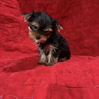 Fanci’s Boy 1, a male Yorkshire Terrier for sale in Cleveland, TX – Photo 3 of 3