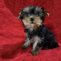 Fanci’s Boy 1, a male Yorkshire Terrier for sale in Cleveland, TX – Photo 1 of 3