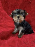 Fanci’s Boy 1, a male Yorkshire Terrier for sale in Cleveland, TX – Photo 1 of 3