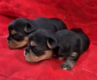 AKC Male Puppies, a male Yorkshire Terrier for sale in Cleveland, TX – Photo 3 of 3