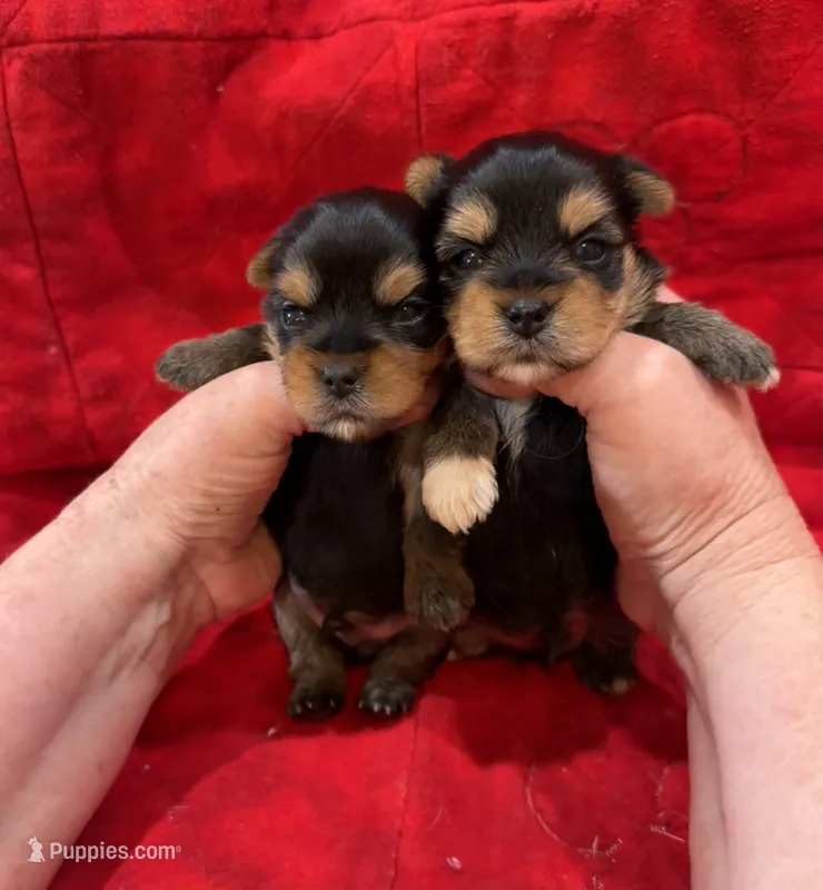 AKC Male Puppies