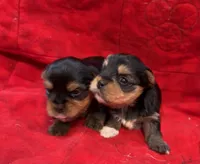 AKC Male Puppies, a male Yorkshire Terrier for sale in Cleveland, TX – Photo 2 of 3
