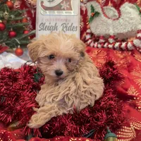 Gold and White Yorkipoo Male, a male Yorkipoo for sale in Cleveland, TX – Photo 2 of 3