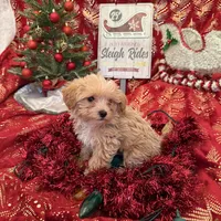 Gold and White Yorkipoo Male, a male Yorkipoo for sale in Cleveland, TX – Photo 3 of 3