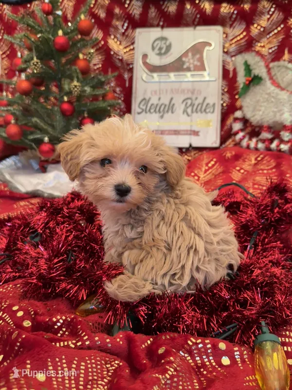Gold and White Yorkipoo Male