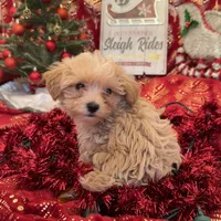 Gold and White Yorkipoo Male, a male Yorkipoo for sale in Cleveland, TX – Photo 1 of 3