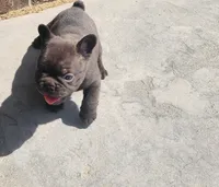 Magnum, a male French Bulldog for sale in Kearney, NE – 2 of 4