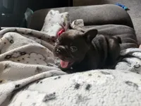 Magnum, a male French Bulldog for sale in Kearney, NE – 4 of 4