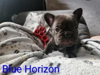 Magnum, a male French Bulldog for sale in Kearney, NE – 1 of 4