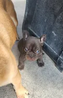 Magnum, a male French Bulldog for sale in Kearney, NE – 3 of 4
