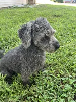 Cody, a male Poodle - Toy  for sale in Newton, IA – 4 of 5