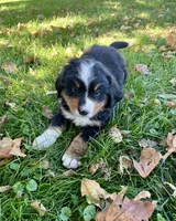 Chloe, a female Bernese Mountain Dog for sale in Newton, IA – 3 of 3