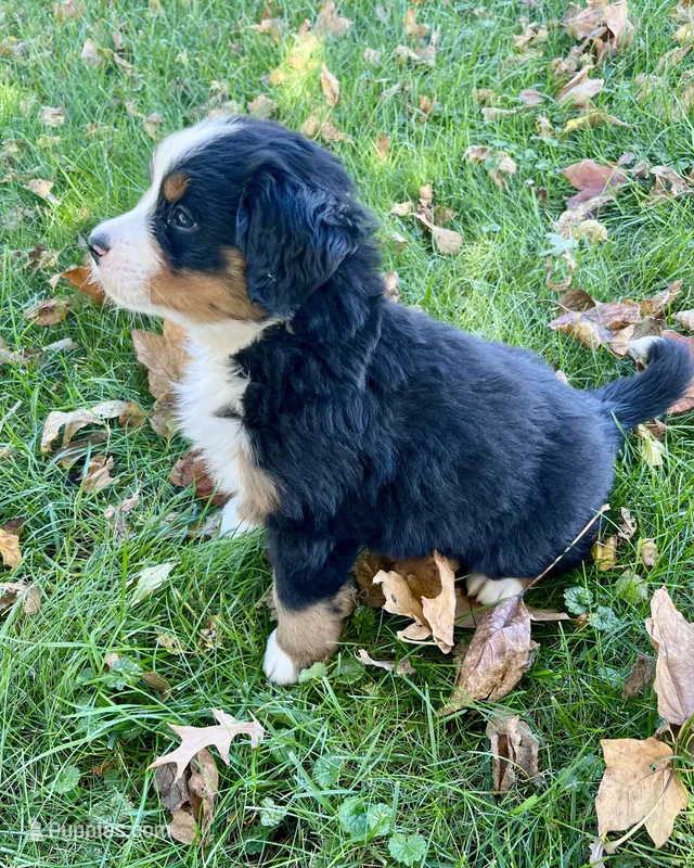 Rosa – Bernese Mountain Dog puppy for sale in Newton, IA